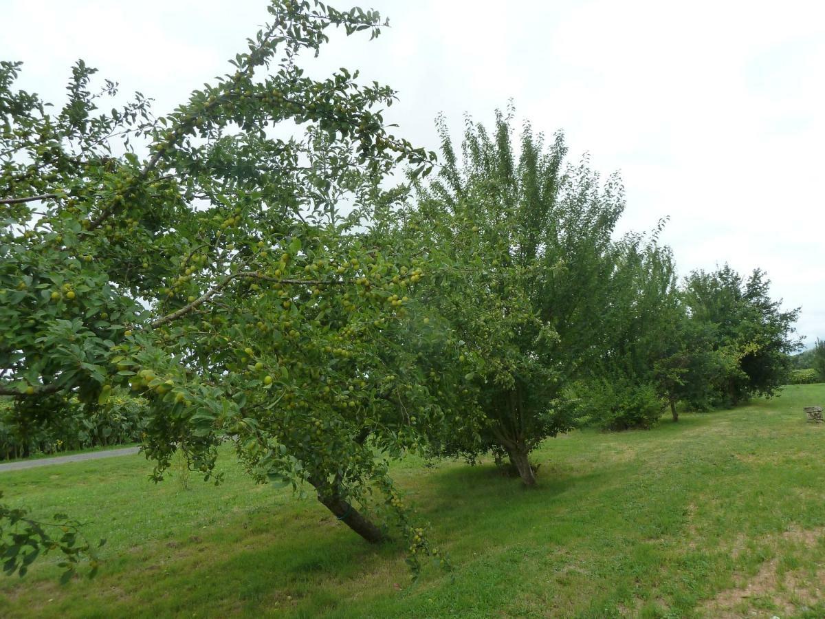 Gite Cosy Grand Confort Dans Un Ecrin De Verdure Agudelle Buitenkant foto